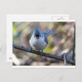 Titmuis Briefkaart (Voorkant / Achterkant)