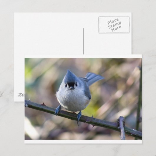 Titmuis Briefkaart (Voorkant / Achterkant)
