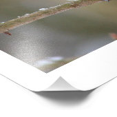 Titmuis Foto Afdruk (Hoek)