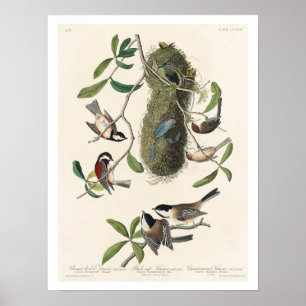 Titmuis met Poster Audubon