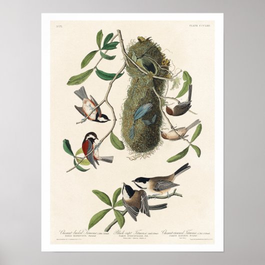 Titmuis met Poster Audubon (Voorkant)