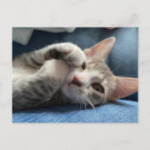 Tito Bandito De Leukste Kitten / Kat Briefkaart (Voorkant)