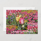 Tlip festival, Canberra, Australië briefkaart (Voorkant / Achterkant)