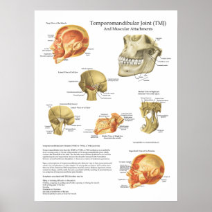 TMJ Anatomie Musculair Attachograaf Doctor Poster