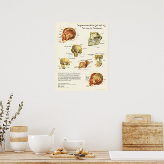 TMJ Poster voor anatomie en spierattachés (Keuken)