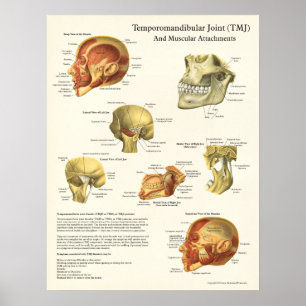 TMJ Poster voor anatomie en spierattachés