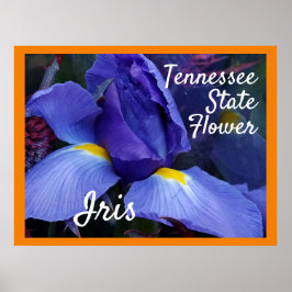 TN Iris Poster Tennessee State Flower
