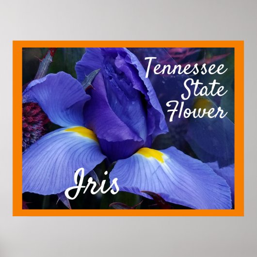 TN Iris Poster Tennessee State Flower (Voorkant)