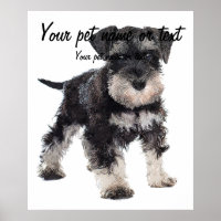 To Cute Puppy Miniature Schnauzer Dog