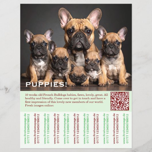 To sell Frenchies Puppy Flyer (Voorkant)