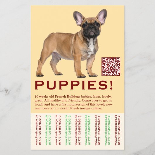 To sell Frenchies Puppy Flyer (Voorkant)