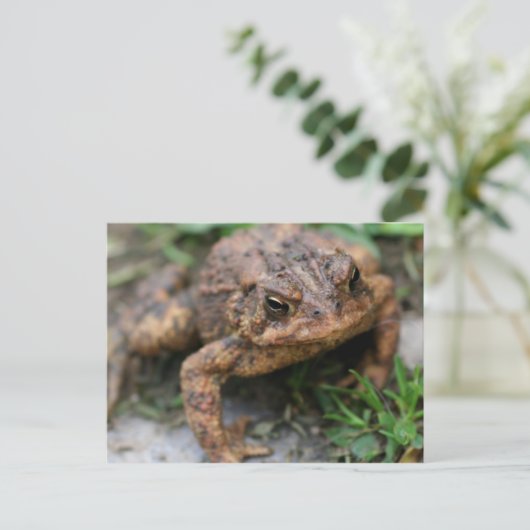 Toad Face Close Up Natuur Briefkaart (Staand voorkant)