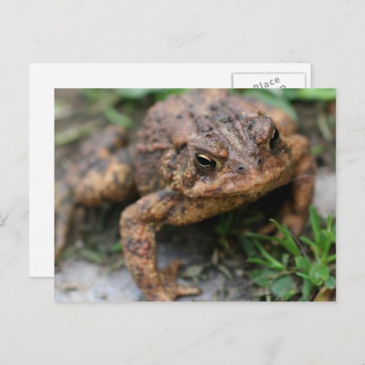 Toad Face Close Up Natuur Briefkaart (Voorkant / Achterkant)