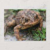 Toad Face Close Up Natuur Briefkaart (Voorkant)