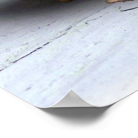 Toad Frog Animal Amfibian Fotografie Poster (Hoek)