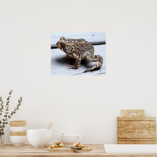Toad Frog Animal Amfibian Fotografie Poster (Keuken)