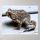 Toad Frog Animal Amfibian Fotografie Poster (Voorkant)