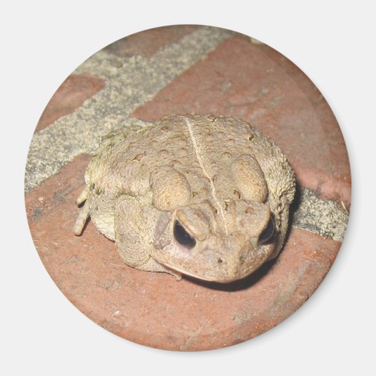 Toad Frog Magnet (Voorkant)