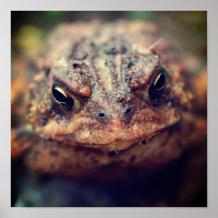 Toad helemaal dicht bij elkaar poster