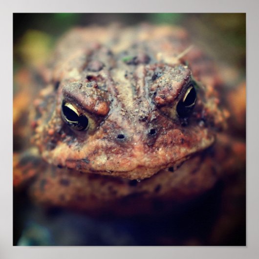 Toad helemaal dicht bij elkaar poster (Voorkant)