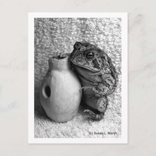 Toad kikker met slagfoto briefkaart (Voorkant)