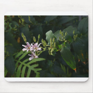 Toad Lily in de schijnwerpers. Muismat