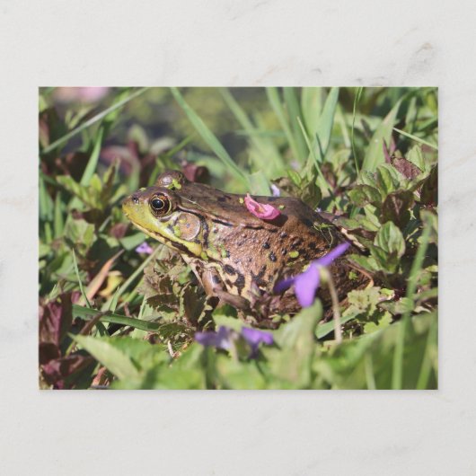 Toad Love Briefkaart (Voorkant)