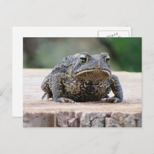 Toad op een boomstronk briefkaart (Voorkant / Achterkant)