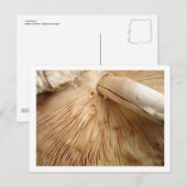 Toad Stool Briefkaart (Voorkant / Achterkant)