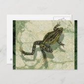 Toad Swinning in het water Briefkaart (Voorkant / Achterkant)
