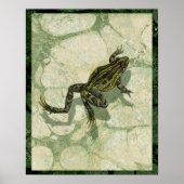 Toad Swinning in het water Poster (Voorkant)