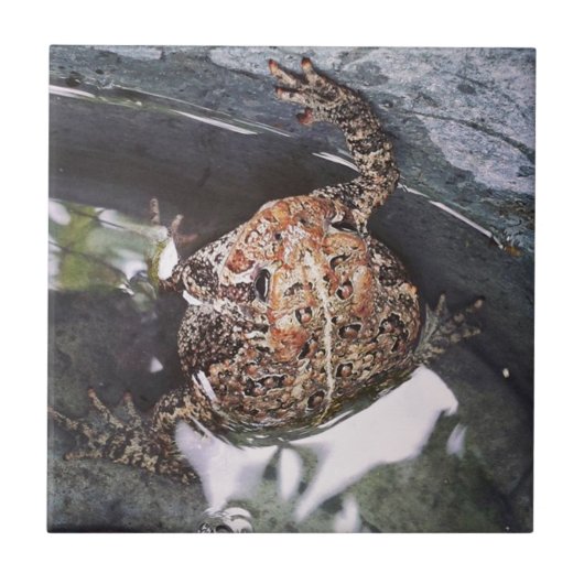 Toad Tegeltje (Voorkant)