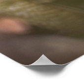 Toad van de Dag Poster (Hoek)