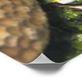 Toadfish Peeking Poster (Hoek)