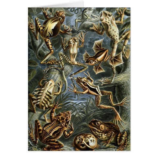 Toads en kikkers Batrachia door Ernst Haeckel (Voorkant)