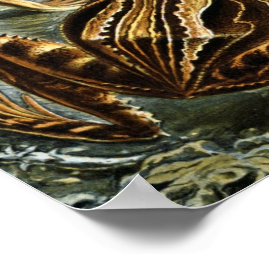  Toads en kikkers Batrachia door Ernst Haeckel Poster (Hoek)