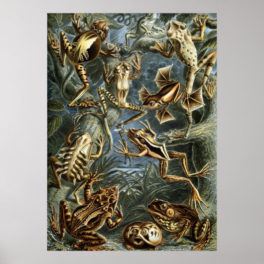  Toads en kikkers Batrachia door Ernst Haeckel Poster (Voorkant)