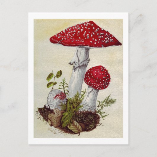 Toadstool Briefkaart (Voorkant)