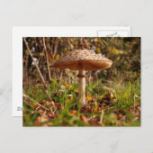Toadstool Briefkaart (Voorkant / Achterkant)