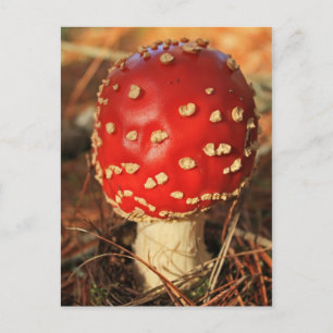 Toadstool briefkaart