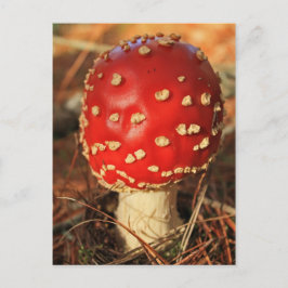 Toadstool briefkaart
