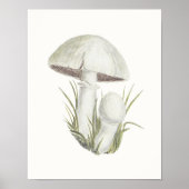 Toadstool Mushroom Fungi Fungus Poster (Voorkant)