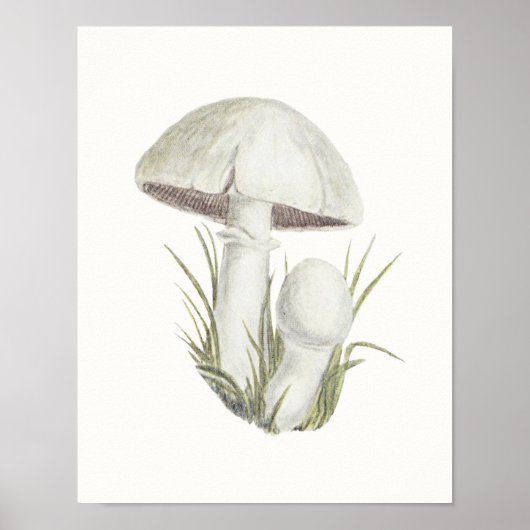 Toadstool Mushroom Fungi Fungus Poster (Voorkant)