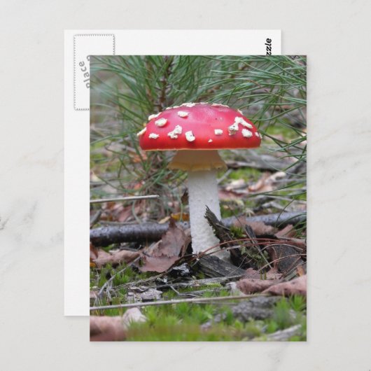Toadstool paddenstoel briefkaart (Voorkant / Achterkant)