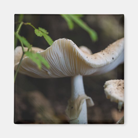 Toadstool Umbrella Magneet (Voorkant)