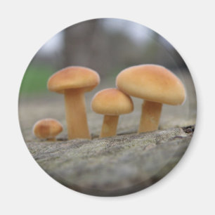 Toadstools Macro Magnet