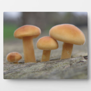 Toadstools Macro Plaque Fotoplaat