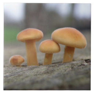 Toadstools macro Tile Tegeltje
