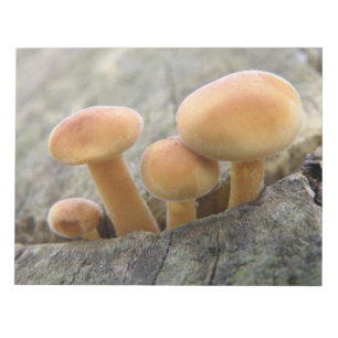 Toadstools op een Boom Trunk-laptopblok Notitieblok