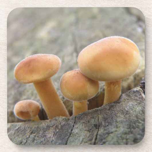 Toadstools op Tree Trunk Cork Onderzetter (Voorkant)